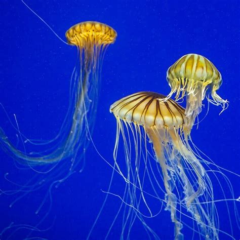georgia aquarium jellyfish webcam
